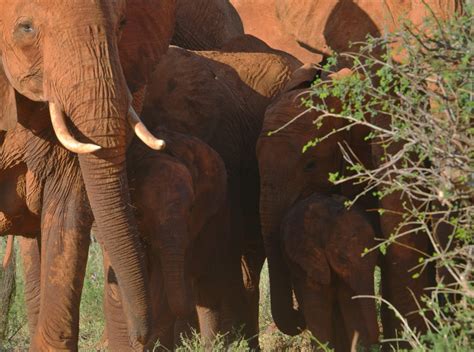 China's New Love of Hunting Has Conservationists